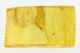 Three Fossil Mites & Tiny Springtail (Collembola) in Baltic Amber #273376-1